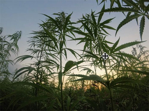 Hemp vs Cannabis: What You Need to Know