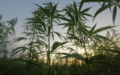 Hemp vs Cannabis: What You Need to Know