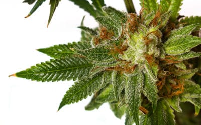 Popular Strains For Pain Relief