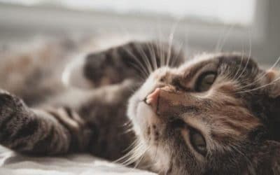 Cannabis For Cats How It Can Help