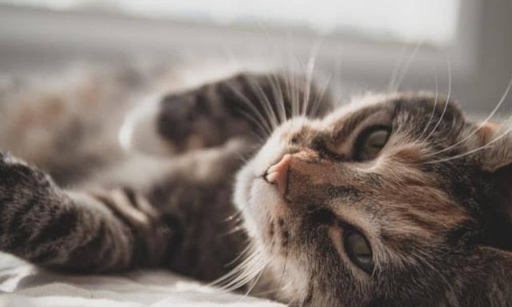 Cannabis For Cats How It Can Help